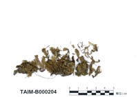 藏品(大鳳尾苔)的圖片